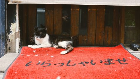 Kodak Portra 400 UC 4++ Universal Camera LUT