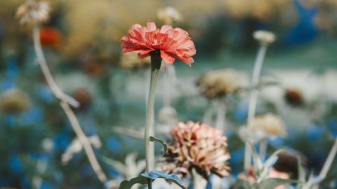 Sandy Tones Cinematic Pale Leaves