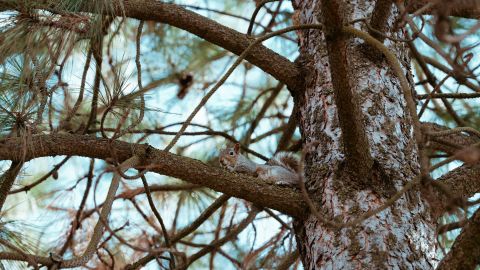 Bright Cinematic Look with Classic Film Print Tones