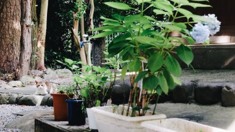 Kodak Portra 400 NC 2 - Universal Camera Support