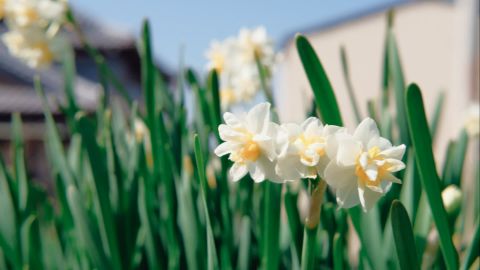 Ricoh GR: Universal Camera Support with Grain