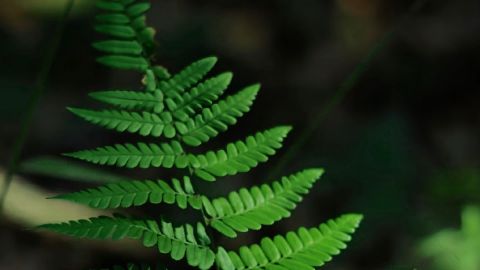 Natural Landscape - High Contrast & Saturation for Universal Cameras