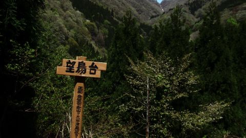 Dark Green Rainforest Atmosphere