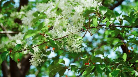 Fuji Floral Premium 400 Contrast