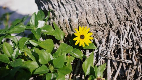 Fuji FP-100c 2 - Universal Cinematic LUT