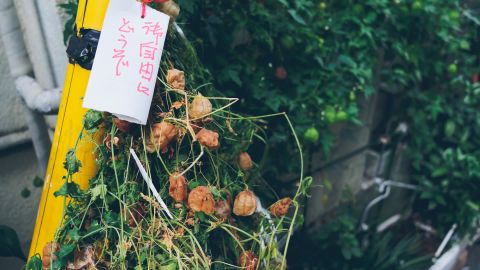 Kodak Portra 800 4++ - Universal Camera Support