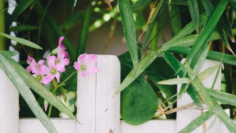 Kodak Portra 400 NC 3+