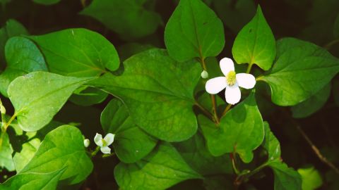 Polaroid 690 Warm 322 - Universal Camera Support for Vintage Film Emulation