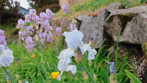 Enhanced Dynamic Range Vivid