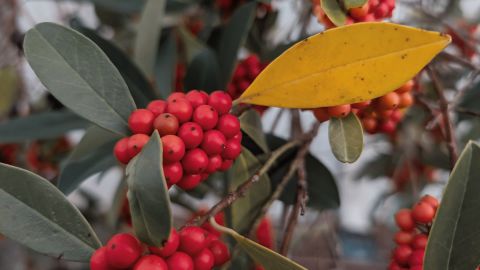 Dual-Tone Red and Blue LUT for Horror Films