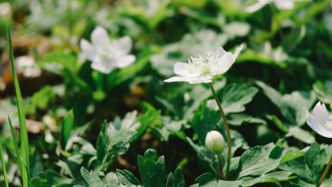 Kodak Portra 400 UC 3+ Universal Camera LUT