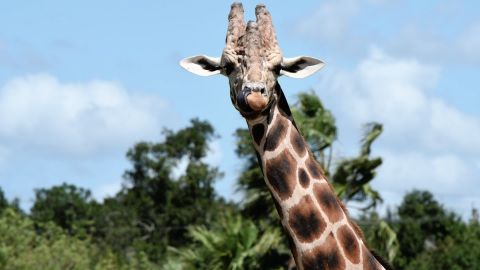 Fuji Velvia 50 - Universal Cinematic LUT for All Cameras