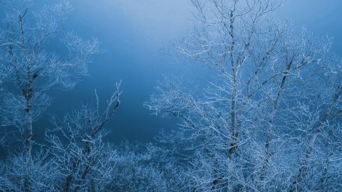 Overcast Forest: Cool Cyan-Green