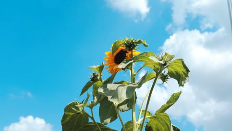 Kodak Elite ExtraColor 100 - Universal Camera Support