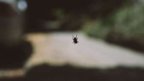 Fuji 800Z 3+ | Universal Cinematic LUT for Fuji Cameras