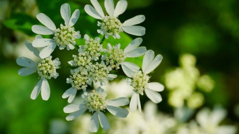 Fuji Floral Premium 400 Warm