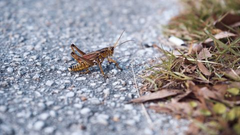 Pink and Magenta Tones