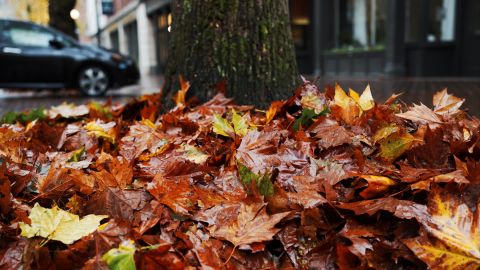 Fuji FP-100c 4 Alternative - Universal Cinematic LUT