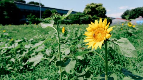 Kodak Portra 160 VC 1 - Universal Camera Support