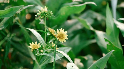 Vibrant Green for Classic Cinematic Looks