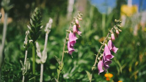 Fuji 800Z 4++ - Universal Cinematic LUT