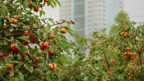 Fuji Floral Premium 400 Reds