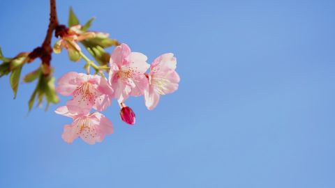 Fuji Floral Premium 400 Soft Warm