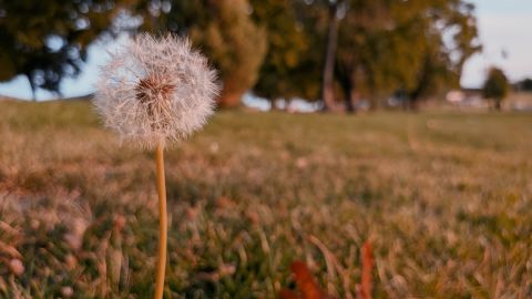 Pale Antique Dramatic Film