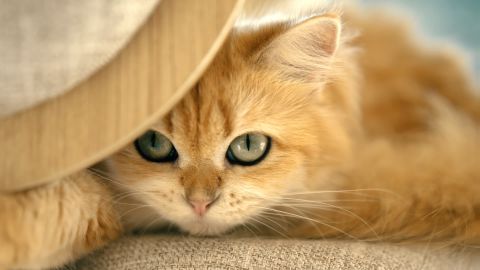 Shadow Dream: Violet Light