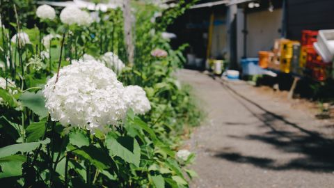 Kodak Portra 160 NC 3+