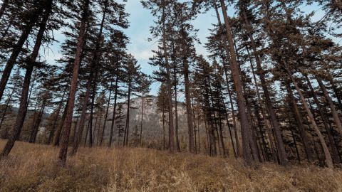 Desaturated Tones with a Bronze Tint