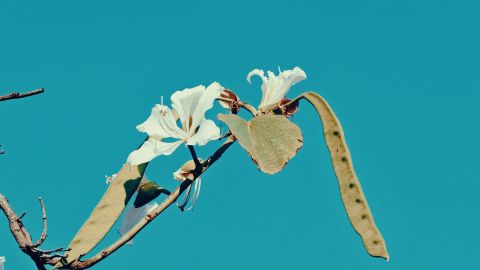 Fuji Retro Vintage Film LUT