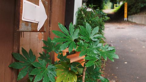 Kodak Ektachrome 100VS Generic LUT - Universal Camera Support