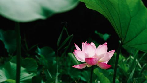 Kodak Portra 400 2 - Universal Camera Support