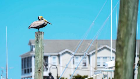 Fuji ETERNA Universal Camera LUT