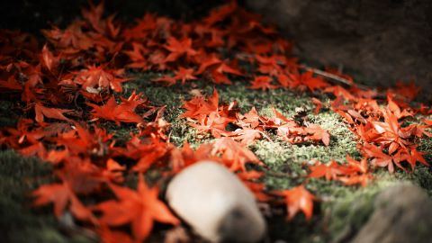 Cinematic Faded Film Look with Preserved Reds for Sci-Fi or Horror