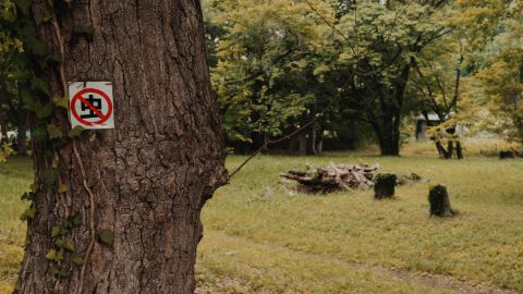 Yellow-Green Warm Light Dreamy