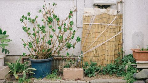 Kodak Portra 400 VC 2 - Universal Camera Support