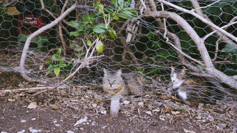 Polaroid 690 4 +13 - Universal Camera Support, Vintage Film, Polaroid