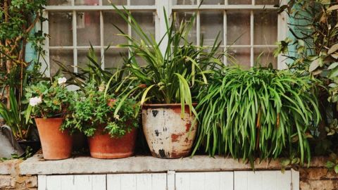 Kodak Color 200 Enhanced