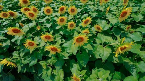 Fuji Floral Premium 400 Cool