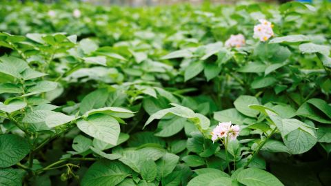 Kodak Kodachrome 64 Universal Camera LUT