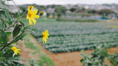 Kodak Portra 400 NC 4++
