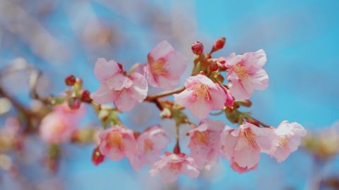 Fuji Floral Premium 400 Plus