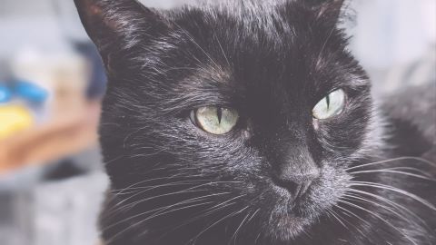 Fuji FP-100c 8 +++ - Universal Cinematic LUT for Fuji Cameras