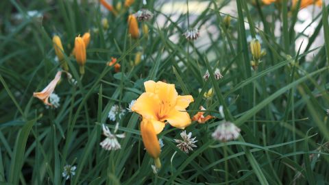 Fuji Astia 100F - Cinematic Film Emulation LUT for Universal Camera Support