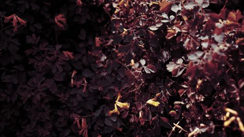 Artistic Look: Deep Crimson for Mysterious Horror Films