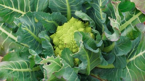 Fuji Floral Premium 400 - Universal Camera Support