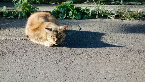 Kodak Portra 160 2 - Universal Camera Support