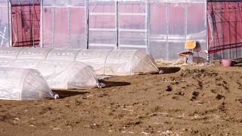 Polaroid 690 Warm2-21: Vintage Film Emulation with Universal Camera Support